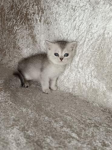 pişik yemi: Qızıl şinşilla, Erkək — 5