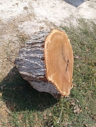 odun kesen mator: Məhsul: TUT ağacı gövdəsi kəsiyi Xüsusiyyətlər: - Təbii gövdə — 5