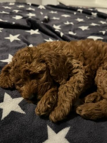 doberman itləri: Pudel, 3 ay, Dişi, Pulsuz çatdırılma, Ödənişli çatdırılma — 4