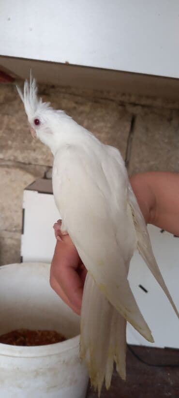 menks cinsi pişik: Yanaqsiz korella balalaridir ele oyretmeyin tam vaxdidir yeni dene — 8