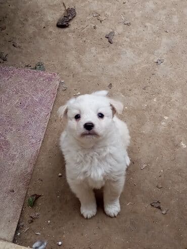 немецкий дог: Звонок, 2 месяца, Самка — 3