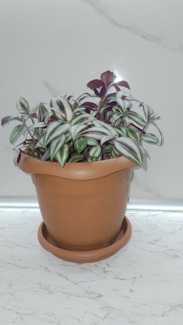 dibcey: Keyfiyetli torpagda və dibcəydə — 1