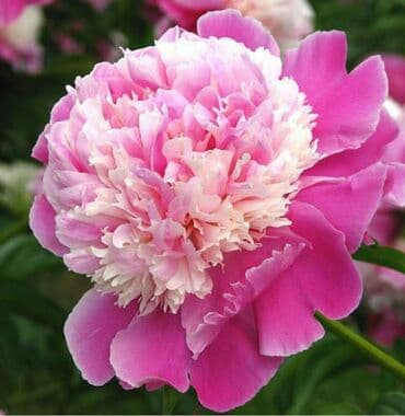 Sorta Pion (Peony) – iki rəngli, iri, ətirli güllər - Növ: dekorativ