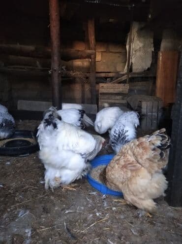 xarkov toyuq: Toyuq, Brama, Damazlıq, Ödənişli çatdırılma — 7