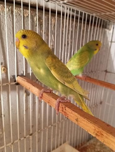 Собаки: Bir cutu 25 manat rengler muxdelifdi unvan Bileceri Xüsusiyyətlər: - — 3