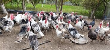 qoyun quzu nece yazilir: Məhsul: Hind quşları (hindi sürüsü)

Təsvir:
- adres beyleqan satilir — 3