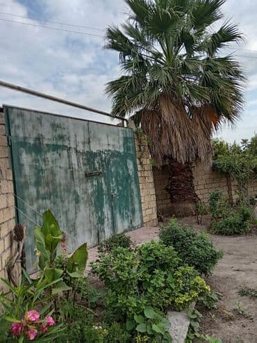 i̇sti pol: Mexikan fan xurması (Washingtonia robusta) – həyət və bağlar üçün iri — 4