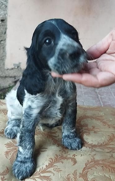 hamster.kom: Koker spaniyel, 1 ay, Erkek, Sənədli — 9