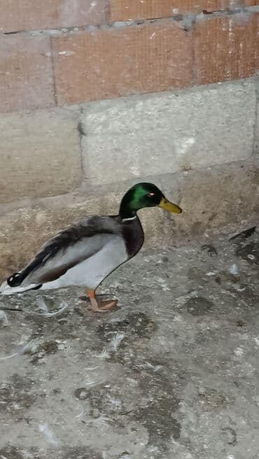 pinqivin ördək: Erkək, Damazlıq — 4