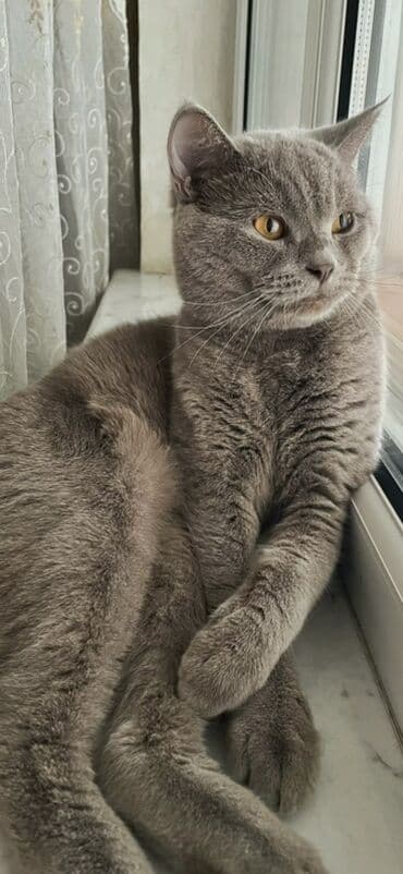 Другие животные: Британская, Самка — 3