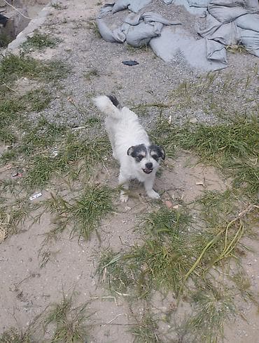 pudel balalari: Pudel, 1 il, Erkek, Cütləşmə üçün, Ödənişli çatdırılma — 2