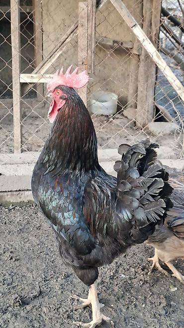 Другие с/х животные: Salam. Görduyunuz qara aktiv həyət xoruzunu satıram. İki kilo yarimdan — 2