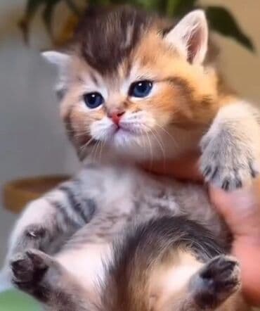 qırqovul balası: Britan, Dişi, Yaxşı əllərə, Ünvandan götürmə — 10