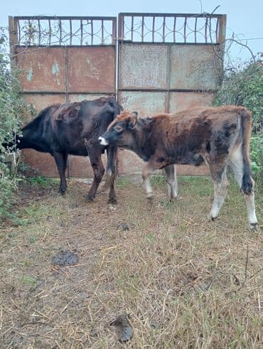 qurbanliq qoyun qiymetleri 2021: 1-ci balasıdır 5-ayləqdı dişidi 2 aylıqda boğazdır — 3