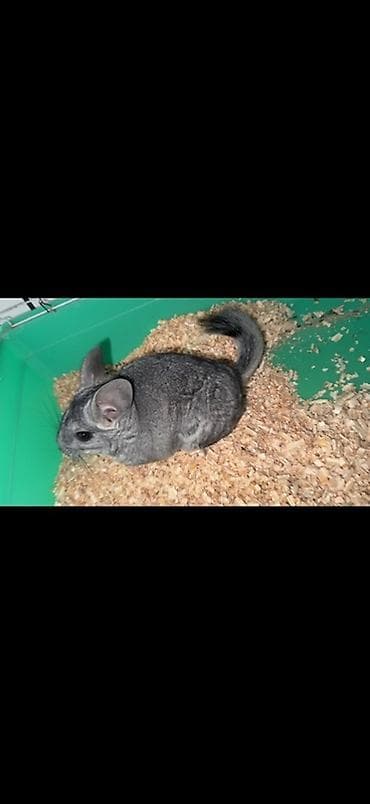 ev itleri balaca: Çinçilla – şinşilla (boz rəng) - Növ: Ev heyvanı, şinşilla - Rəng — 5