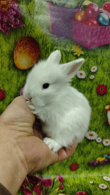 работа выгул собак бишкек: Karlik dovsan lar var satisda Vatsapda aktivdi Dovsan ayit Qefes de — 2