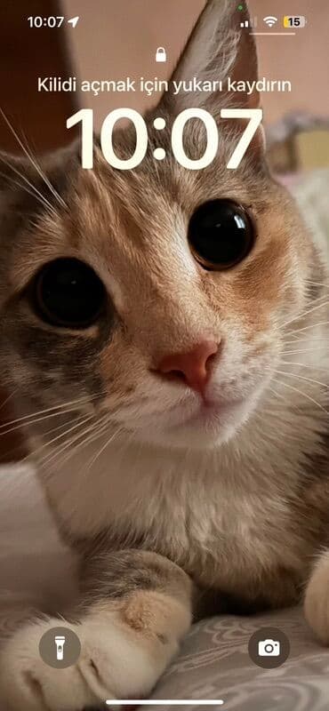 покупка собак в баку: Самка, В добрые руки — 2