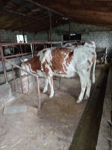 Qırmızı-ağ ləkəli inək/dişi dana satılır. - Şəkillərdə təsərrüfat