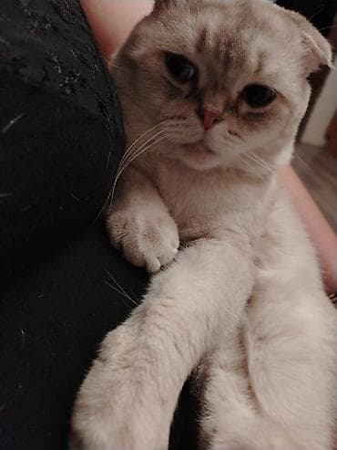 pişik yuvası: Şotland yastı qulaq, Erkək, Cütləşmə üçün — 6