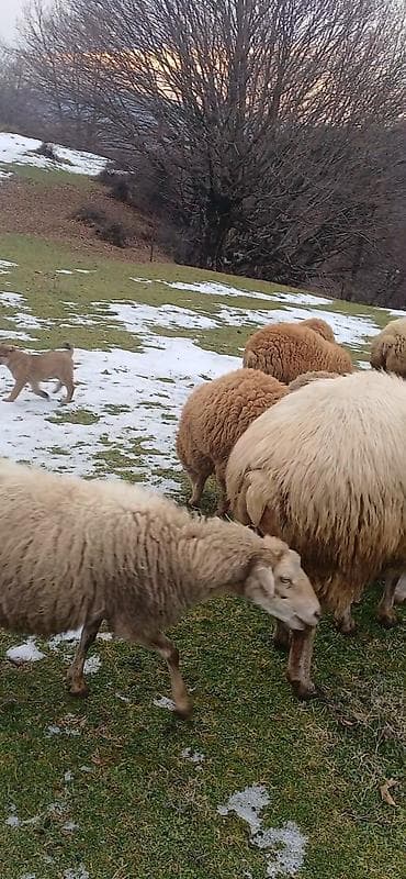 K/t heyvanları və malları: 1Qoç. 8ana qoyun(4-ü yanı balalı(1-i əkiz), 8 iri dişi quzu satılır — 3
