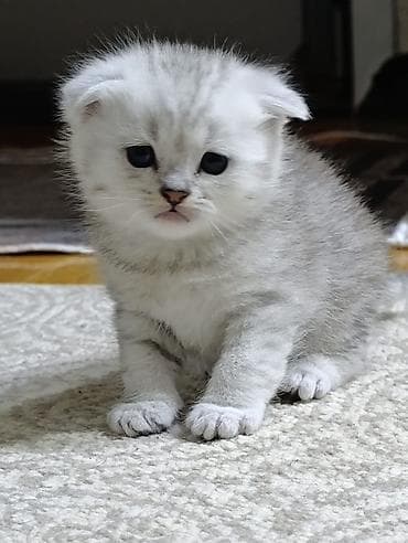 sfinks pişik: Şotland yastı qulaq — 5