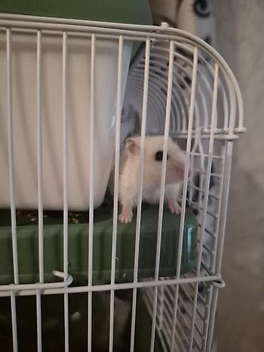 Daşıma çantaları: Ağ 2 eded Kiçik xamyak qəfəs və aksesuar dəsti.Baladirlar.Qarayevden — 4