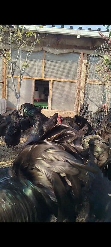 cuce dami: Alman cinsi australorp cücə və yumurta sifarişi qəbul olunur. bütün — 14