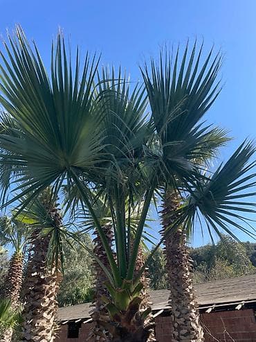 ucuz taxtalar: Palma ağacları – dekorativ landşaft üçün (Təcili 50 faiz aşağı — 3