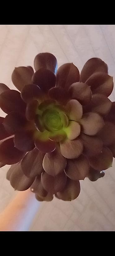 ev gullerinin satisi: Eonium şokolad sukulent bitkisi.Real alıcılar yazsın!!! — 1