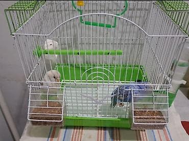 Dalğalı tutuquşular üçün qəfəs və aksesuarlar seti - Rəng: ağ metal