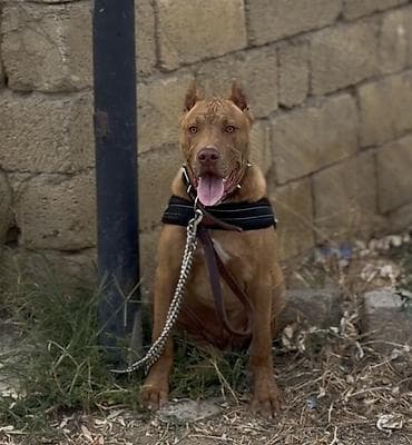 saf qan haski: Pitbul, 6 ay, Erkek, Sənədli — 4