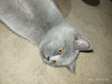 pişik balasi: Britan — 3