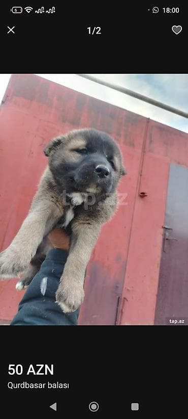 Qurdbasar, Peyvəndli