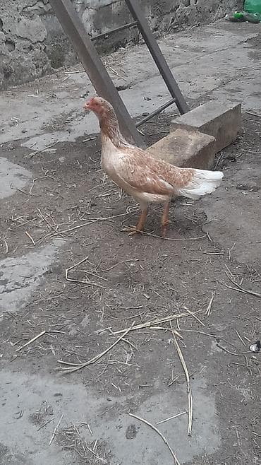 toyug fermasi: Toyuq, Yumurtalıq, Ödənişli çatdırılma — 8