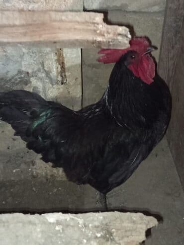 qus bazari bakida: Xoruz, il: <1, Ünvandan götürmə — 1