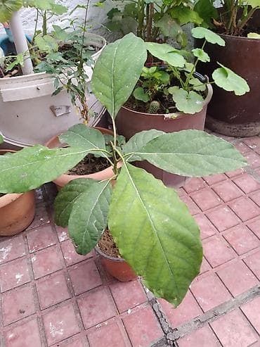 Məhsul: Avokado fidanı (saksıda) Təsvir: - Toxumdan yetişdirilmiş