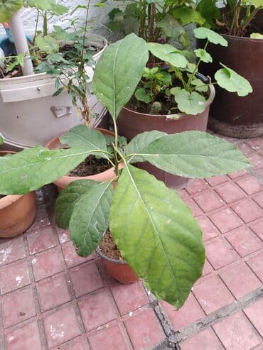 avakado agacı: Məhsul: Avokado fidanı (saksıda) Təsvir: - Toxumdan yetişdirilmiş — 2