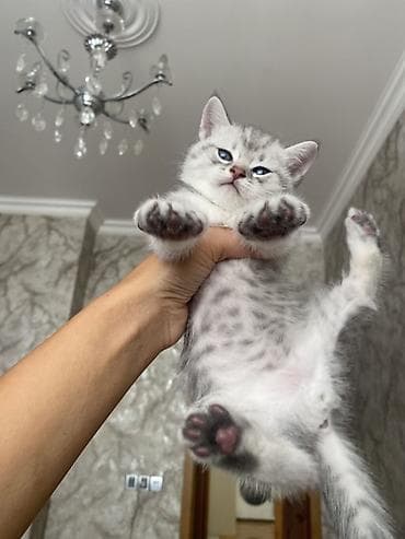 Кошки: Шиншилла, Самка — 9