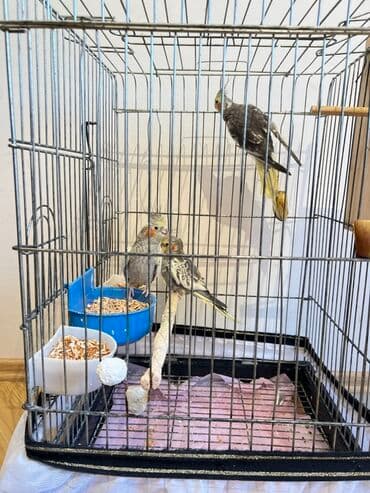 qurbanlıq qoyun qiymətləri 2024: 3 korella(disi erkek) 3 yumurta ve boyuk qefes, qefes hem üstden — 3