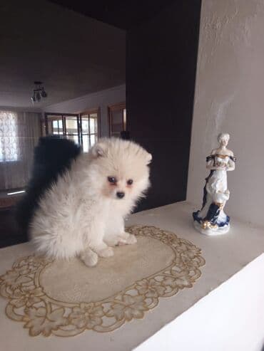 pomeran spic: Şpitz, 5 ay, Ünvandan götürmə — 4