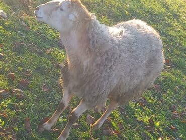 Yemlər: Temiz beylaqan qoçu qiymetde cüzi endirim ederem — 1
