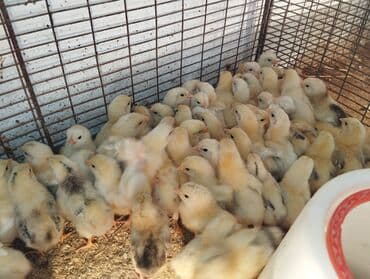 salam ala keci balasi: Toyuq, Damazlıq, Ünvandan götürmə, Ödənişli çatdırılma, Rayonlara çatdırılma — 1