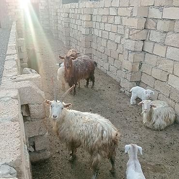 Inəklər, öküzlər: Qoyun-keçi təsərrüfatı üçün müxtəlif cinsli və rəngli keçilər sürüsü — 3