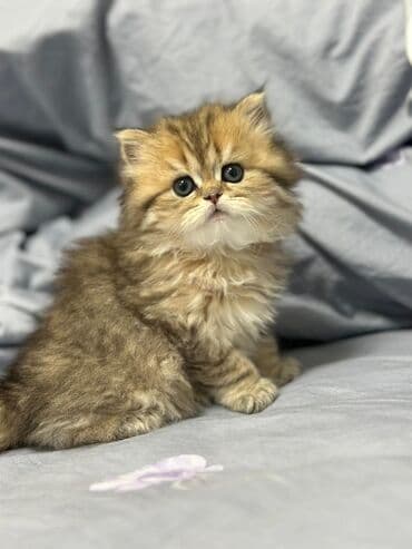 inəklərin satışı: Britan yastı qulaq, Erkək, Dişi — 10