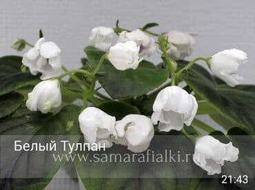 gül şəkilləri profil üçün: 5 — 15