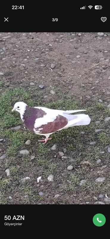 Heyvanlar üçün mallar: Hazır cütdüler boynu gülüler cidi alıcıya endirim olunacaq — 2