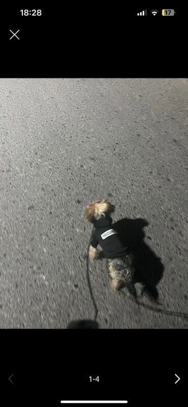 1 günlük kirayə evlər: Yorkşir teryer, 4 ay, Erkek, Ünvandan götürmə, Ödənişli çatdırılma — 3