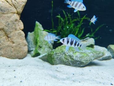 gence dovsan: Cixlid balığı, Sülhsevər — 6