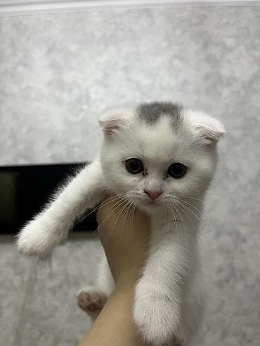 balaca quzu qiyməti: Şotland, Ödənişli çatdırılma — 1