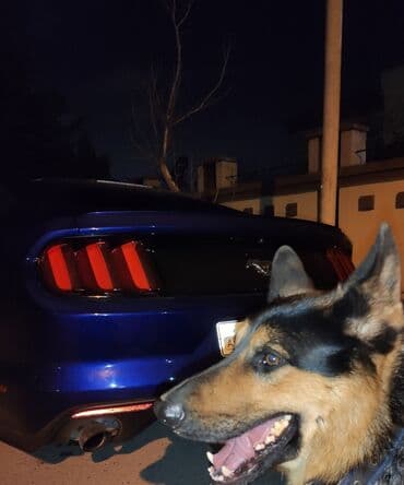 cütləş: Alman çoban iti, 9 il, Erkek, Cütləşmə üçün, Ünvandan götürmə — 4